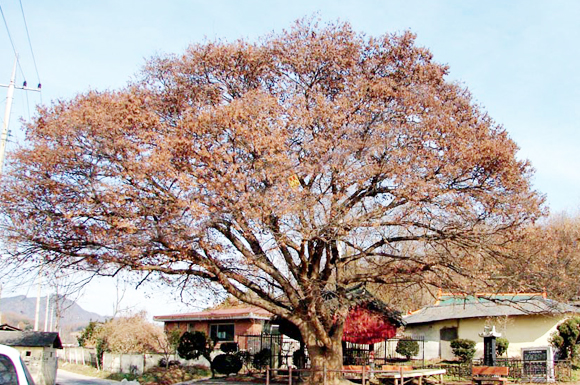 미암리(미륵마을) 느티나무