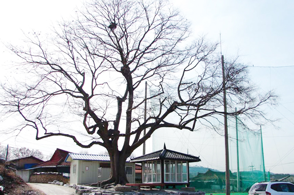 남차리(숯고개) 느티나무