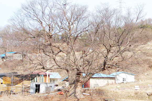 남차리(장내) 느티나무