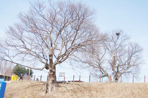 덕상리(연정) 느티나무