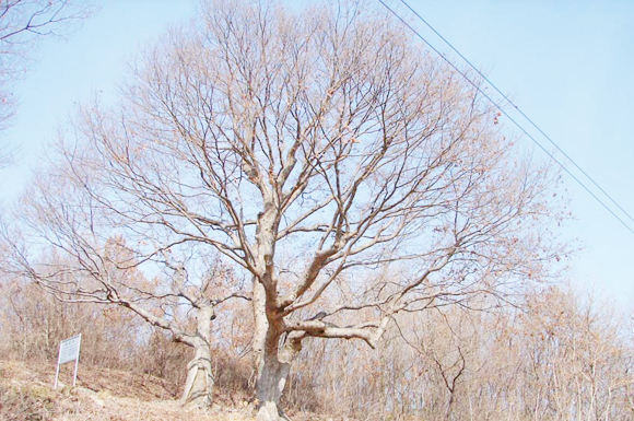 덕상리(장봉) 느티나무