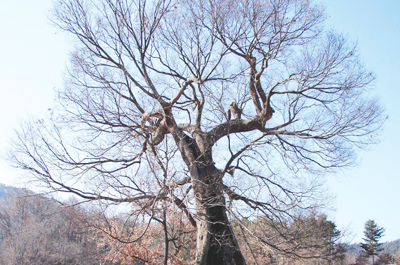 남하리(염실) 느티나무
