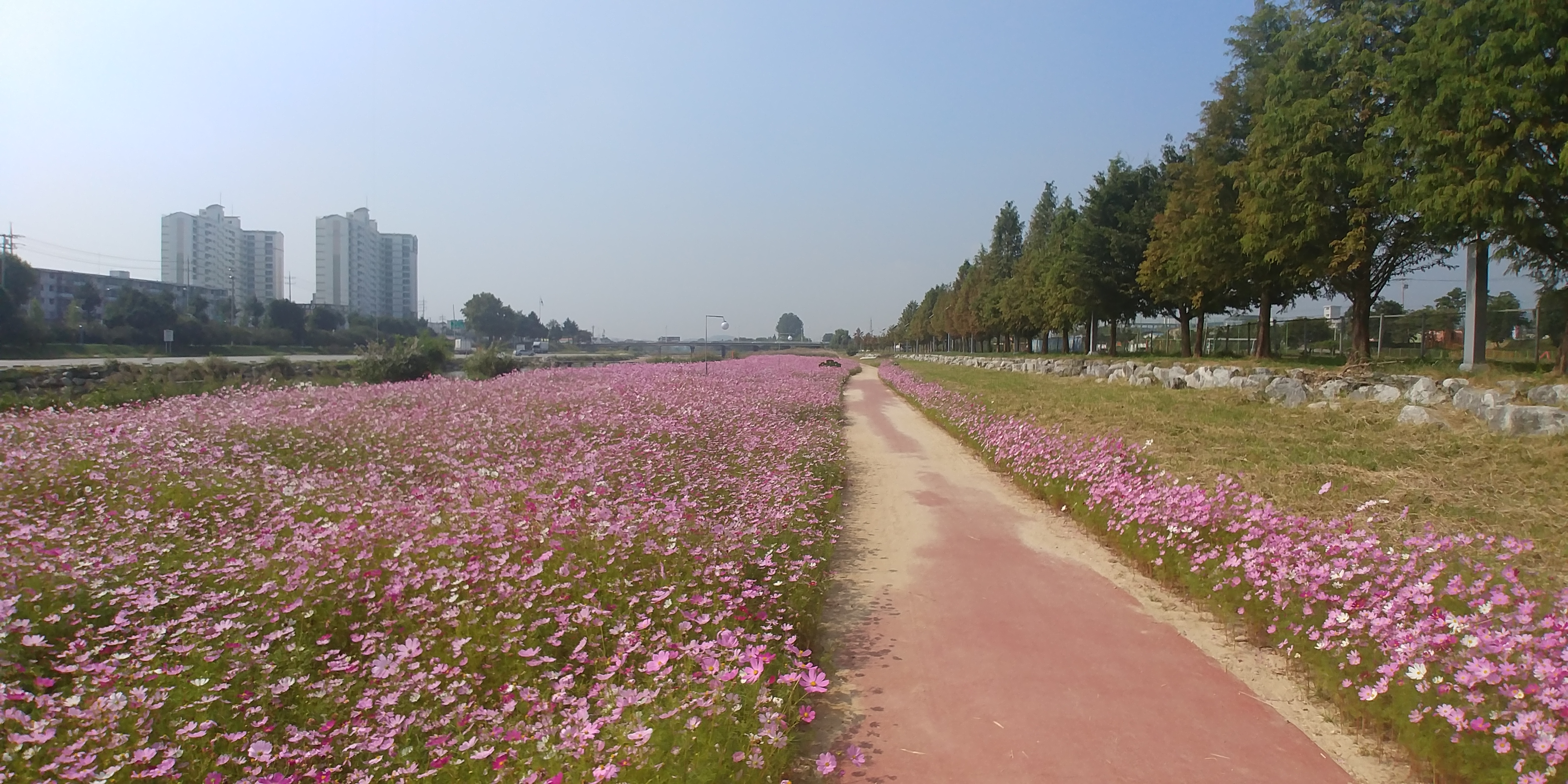 증평군 코스모스, 메밀꽃으로 물들다